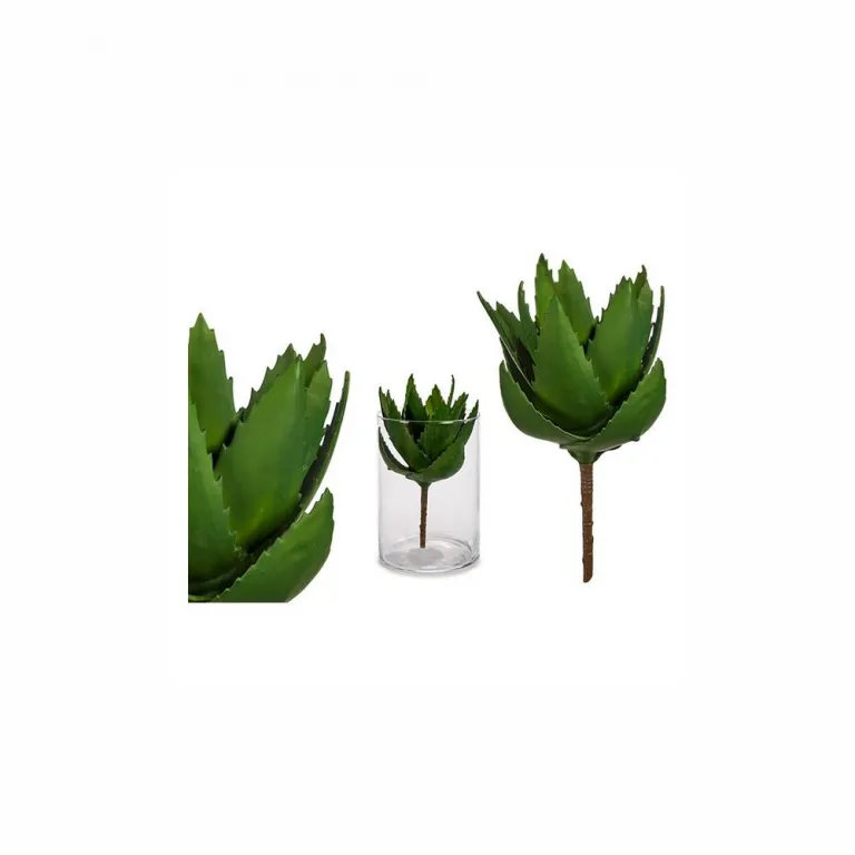 Dekorationspflanze Aloe Vera (14 x 23 x 14 cm)